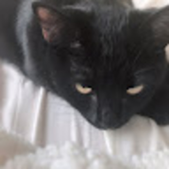 Meet your Posher, Destiny - Picture 1 of 1